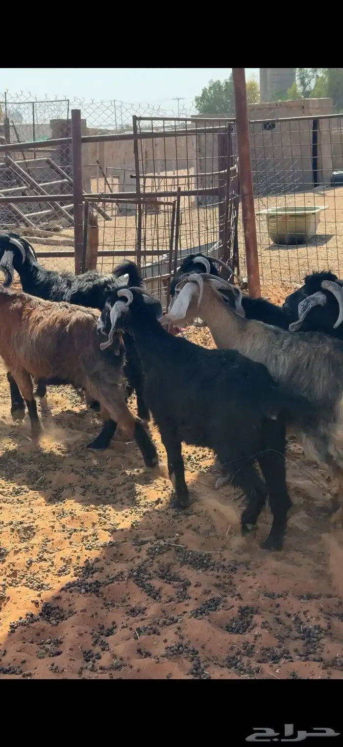 8 معزا بالمجمعة 7