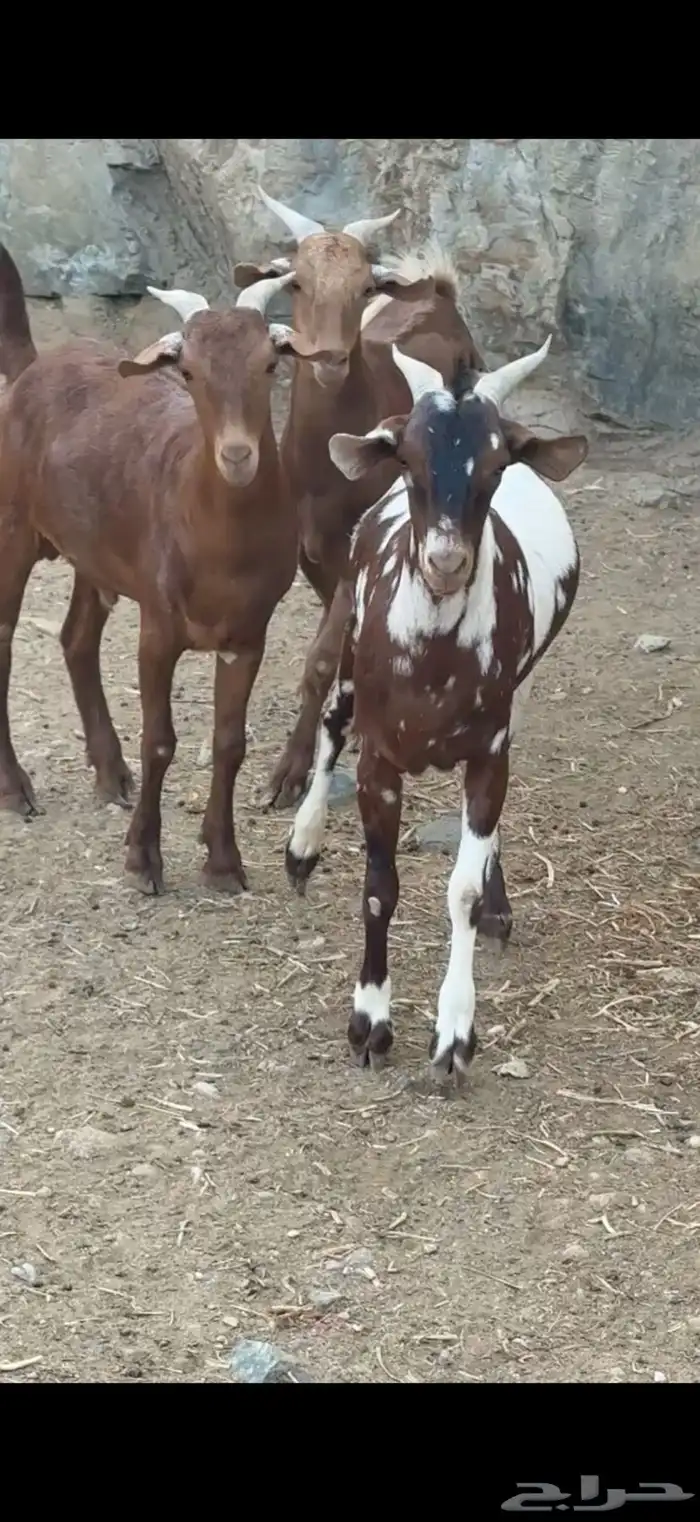 تيوس بلدي للبيع 0