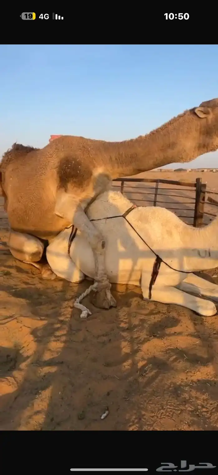 عرض نادر وفاخر للبيع بعير باتلي رباع ابوة الحاكم مشروط 13