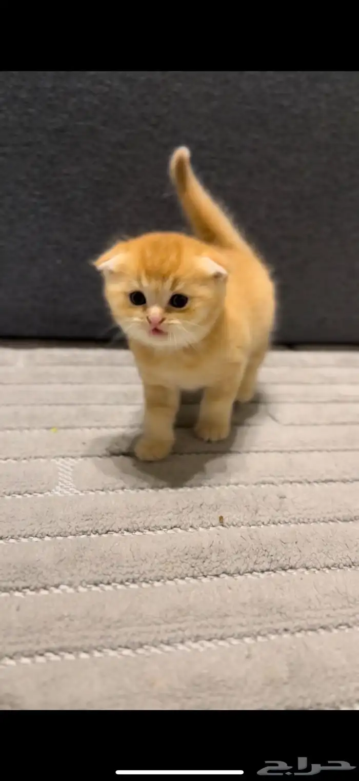 كيتن سكوتش فولد 1