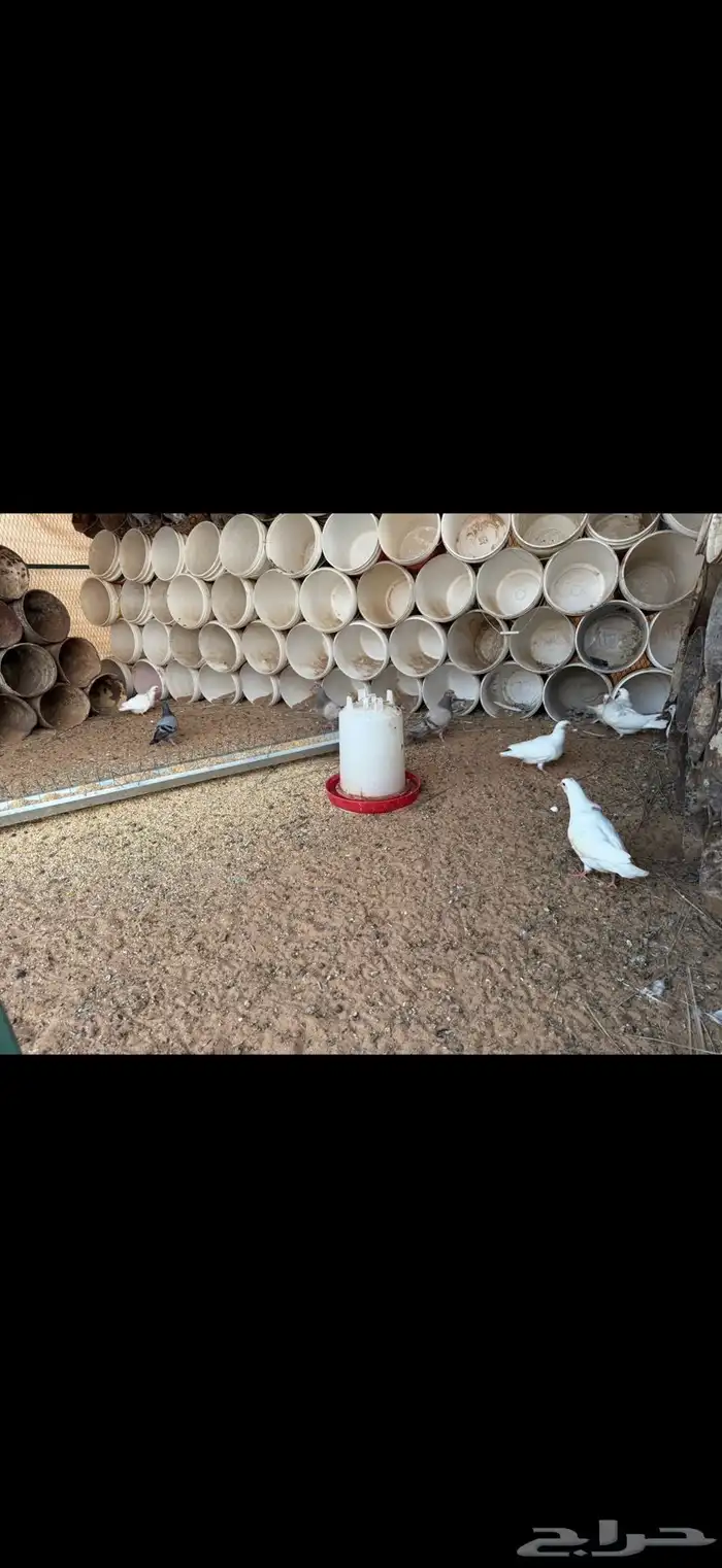 متوفر فراخة فرنسي سلفر وابيض (تم البيع) 1