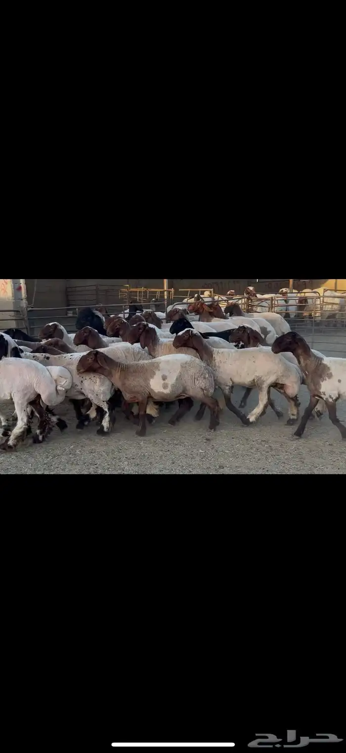 الجذعات المقاني 6