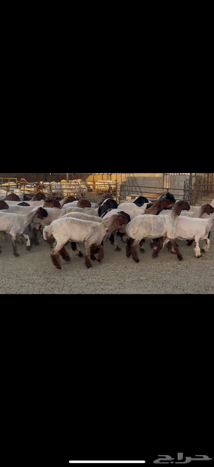 الجذعات المقاني 8