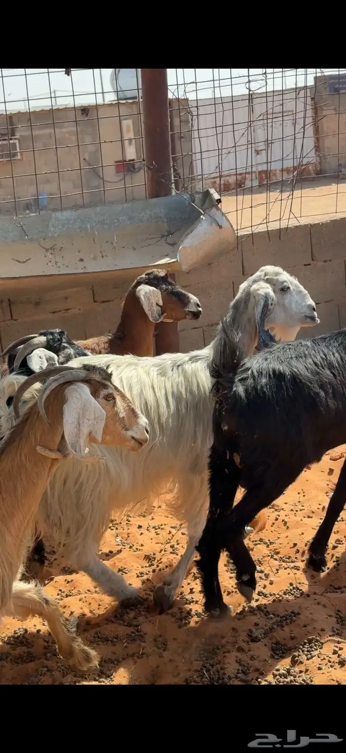 8 معزا بالمجمعة 1