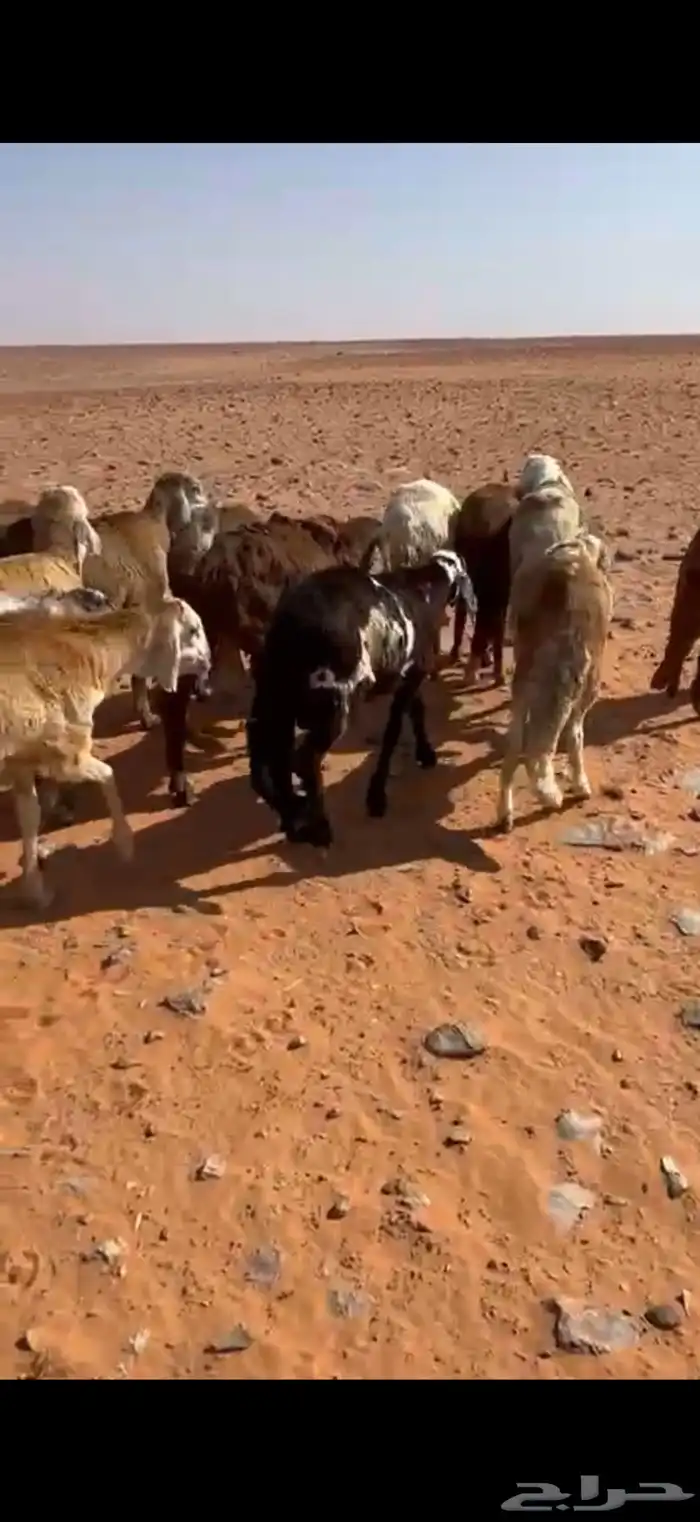 سواكن جاهز لربط 5