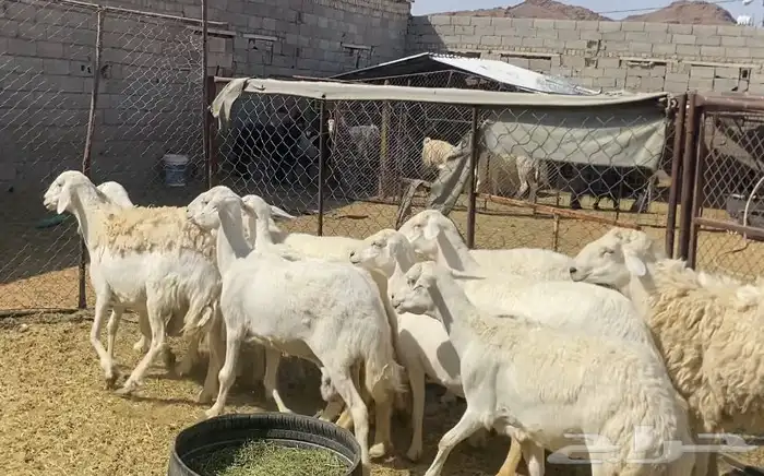 ضان حريات حرش مقاني طيبات نظيف 0