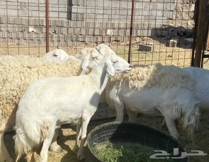 ضان حريات حرش مقاني طيبات نظيف 3