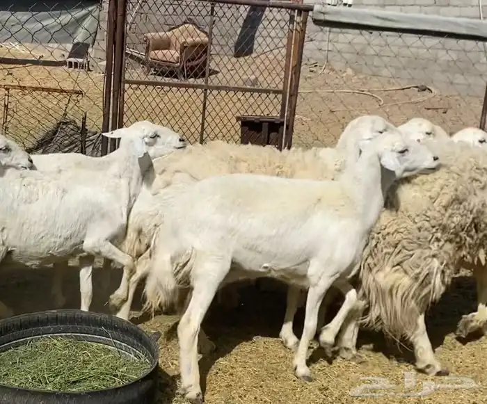 ضان حريات حرش مقاني طيبات نظيف 4