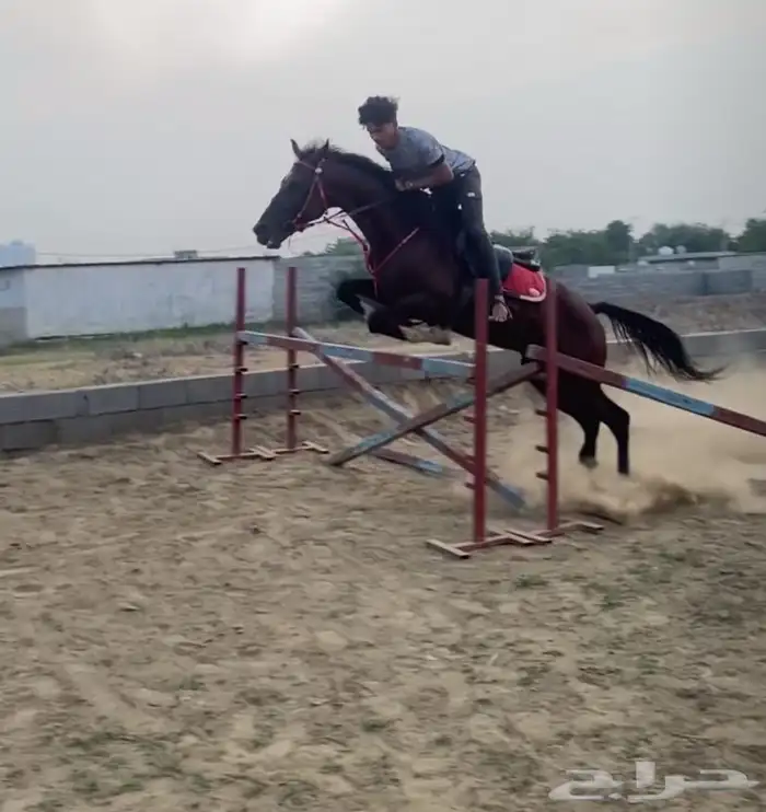 حصان للبيع 1