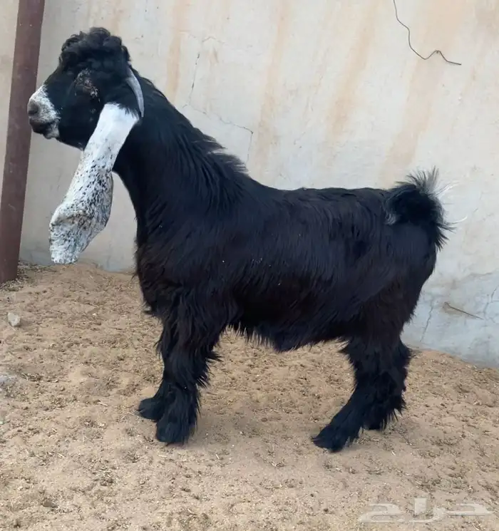 جذع عارضي خصم 0