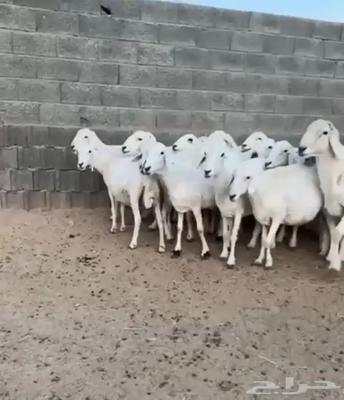 غنم 0