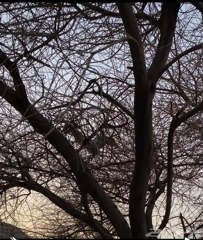 حطب الشتاء للبيع 4