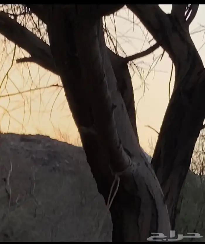 حطب الشتاء للبيع 7