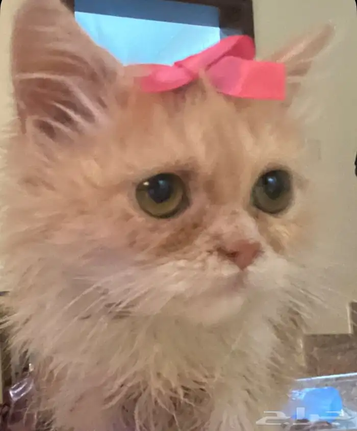 قطه صغيره للتبني 1