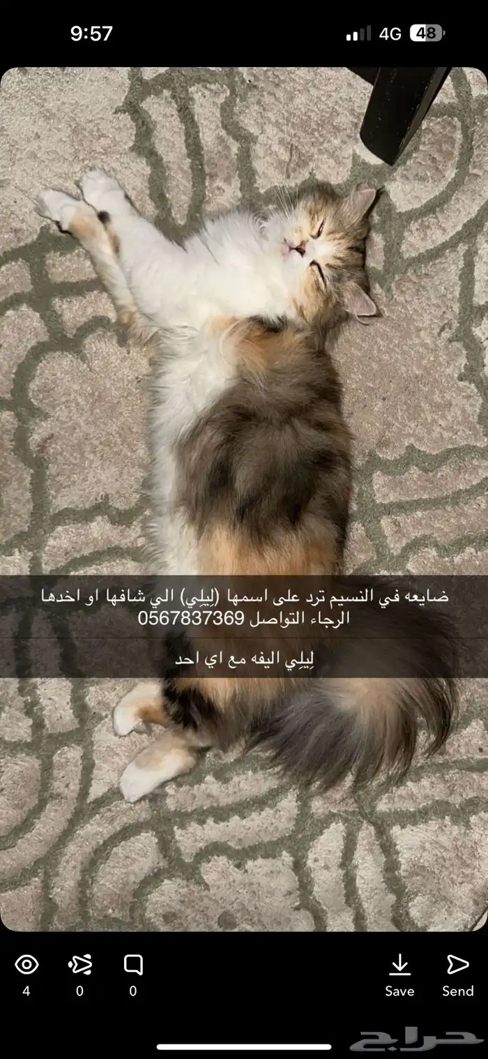 قطط مفقوده 0