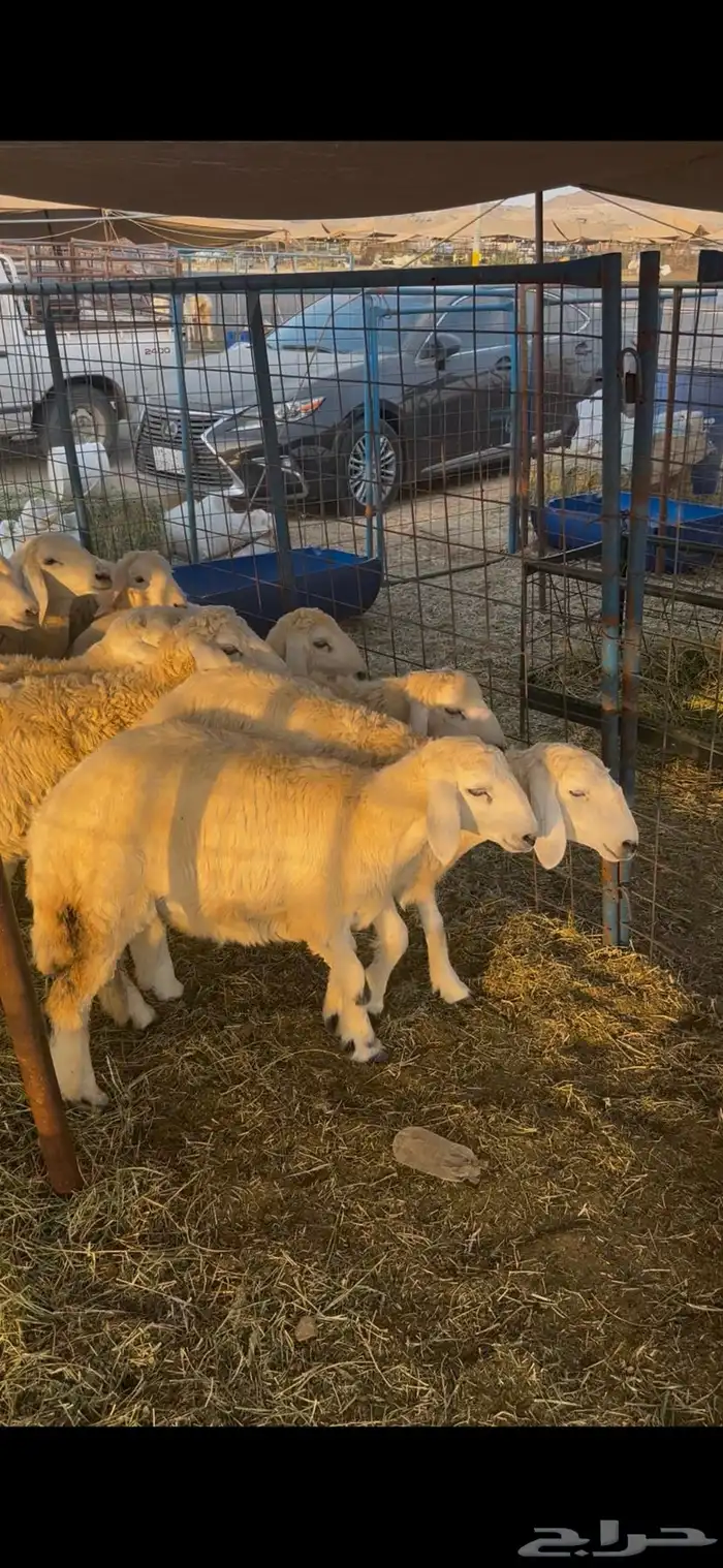 طليان ورخال 5