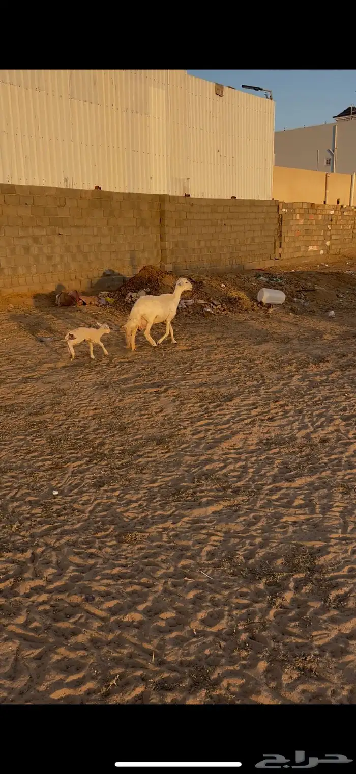 نعجه حرشا والد 2