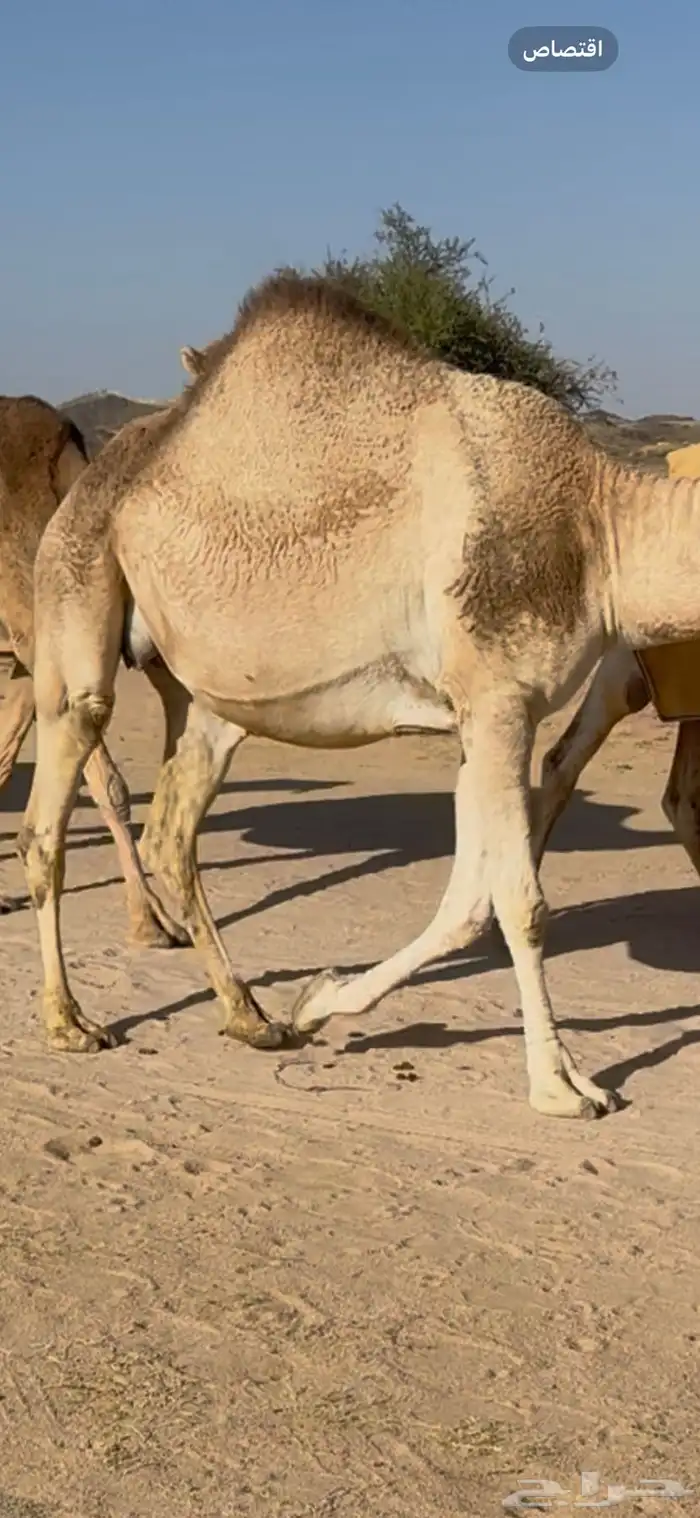 للبيع بكر ثنيه باقي لها اقل من شهر وتنتج شقحا 1