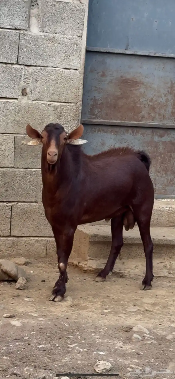 تيس فحل ماعز ادهم ادبس فاخر 0