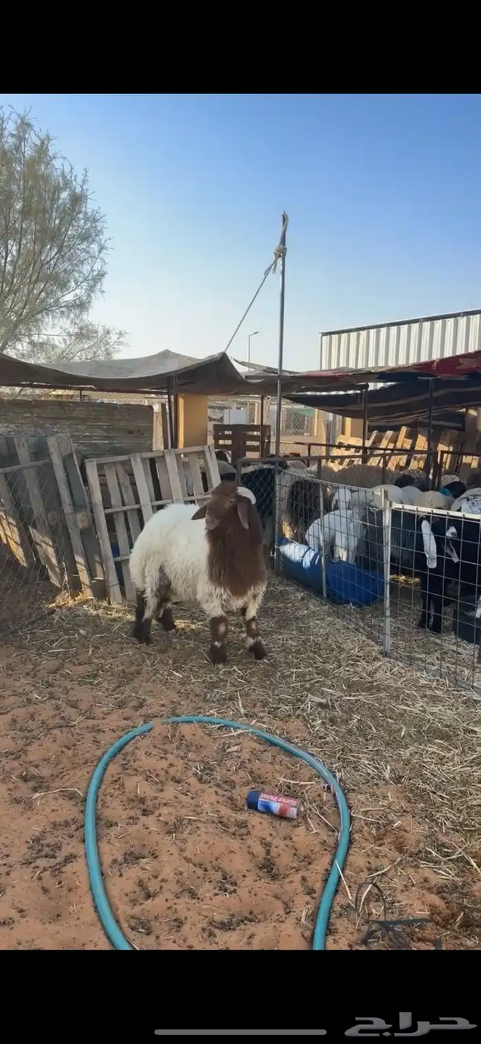 خروف نعيمي 0