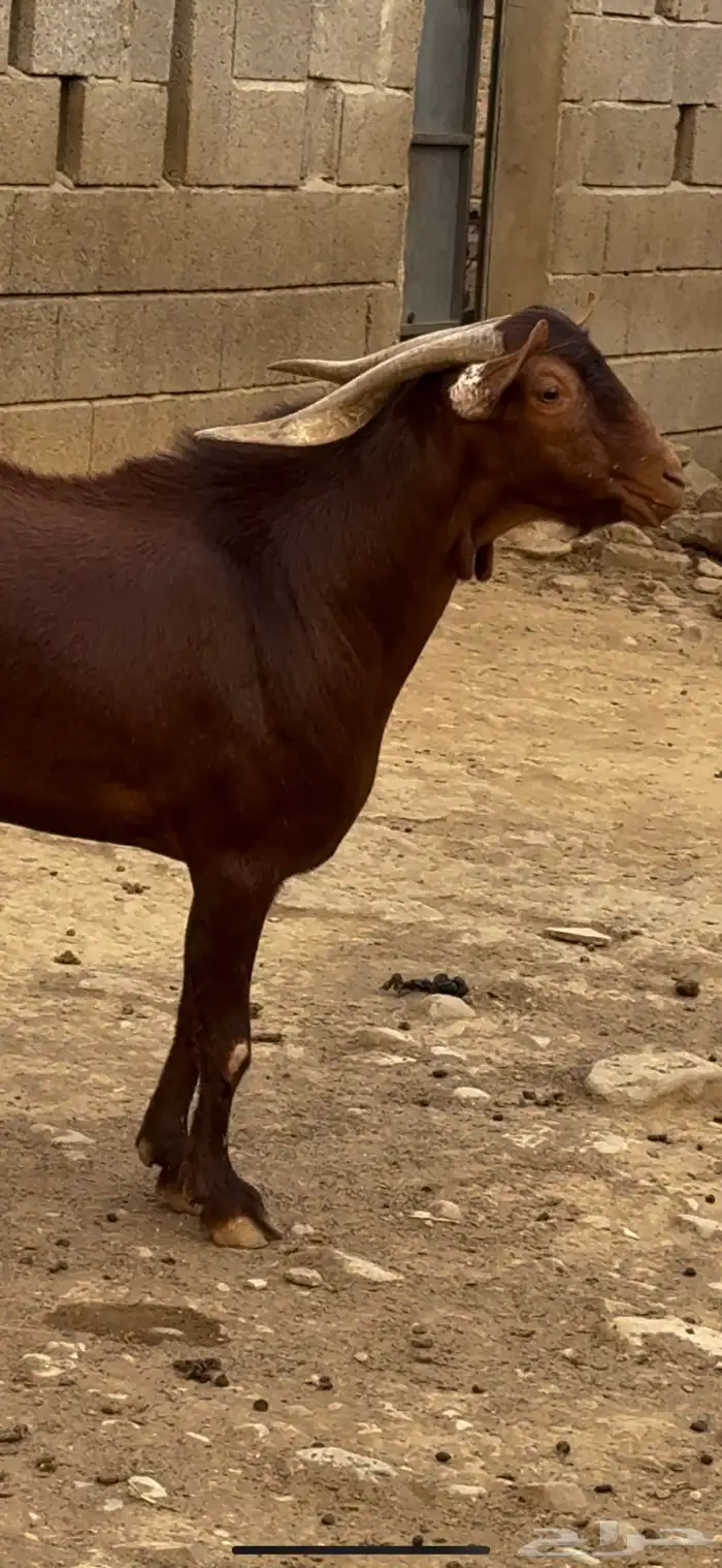 تيس فحل ماعز ادهم ادبس فاخر 2