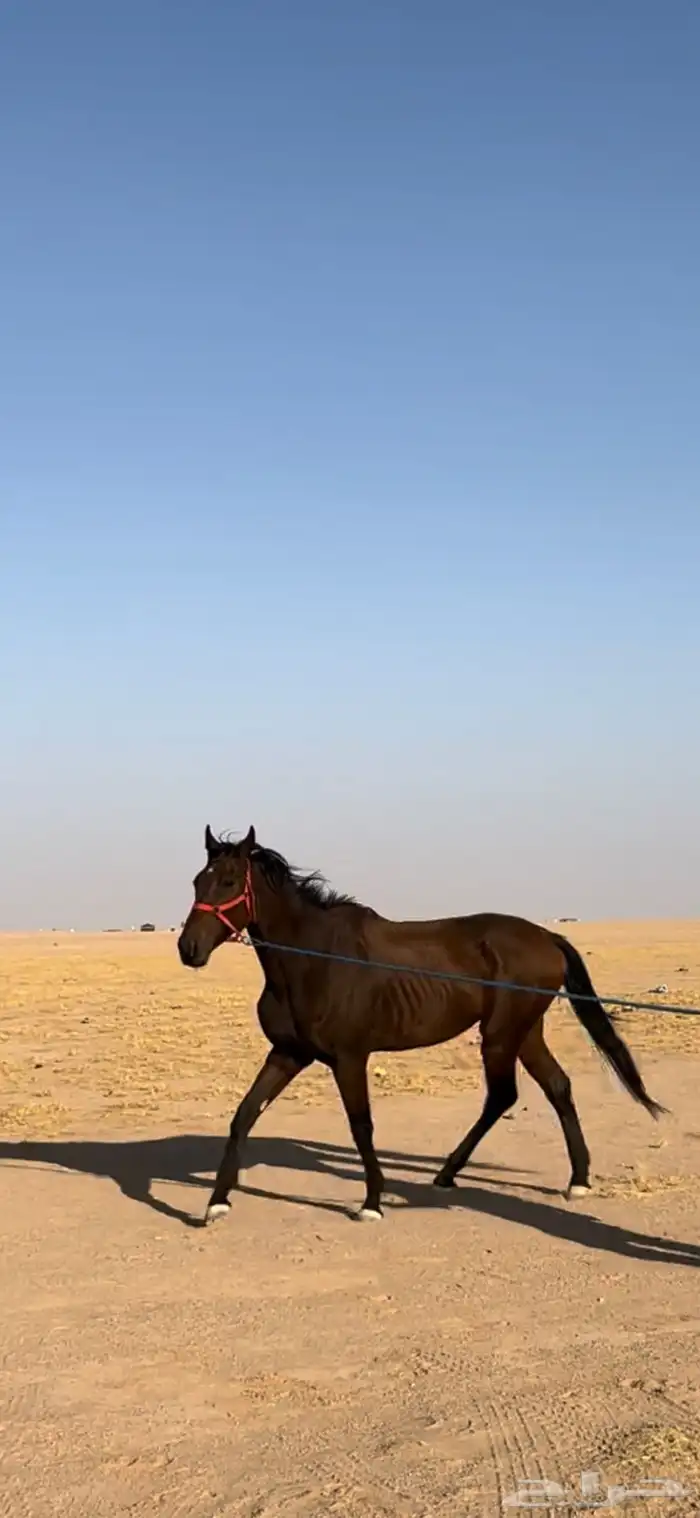 حصان انقليزي 0