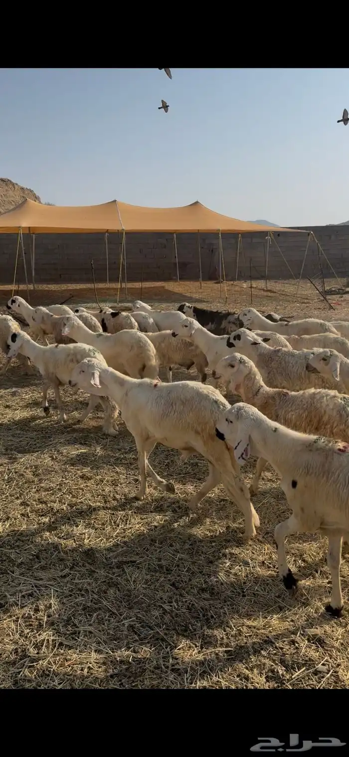 طليان سواكن مرابي 0