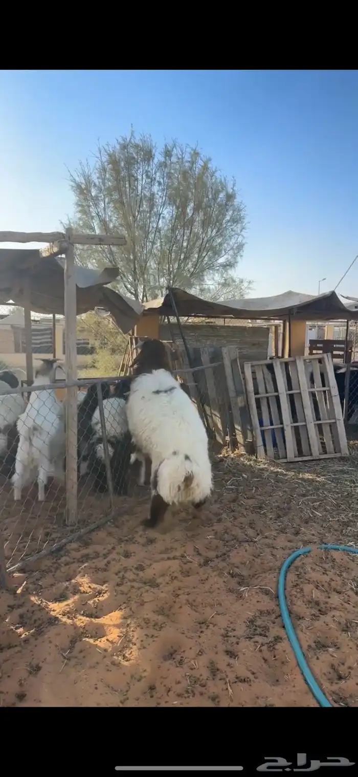 خروف نعيمي 2
