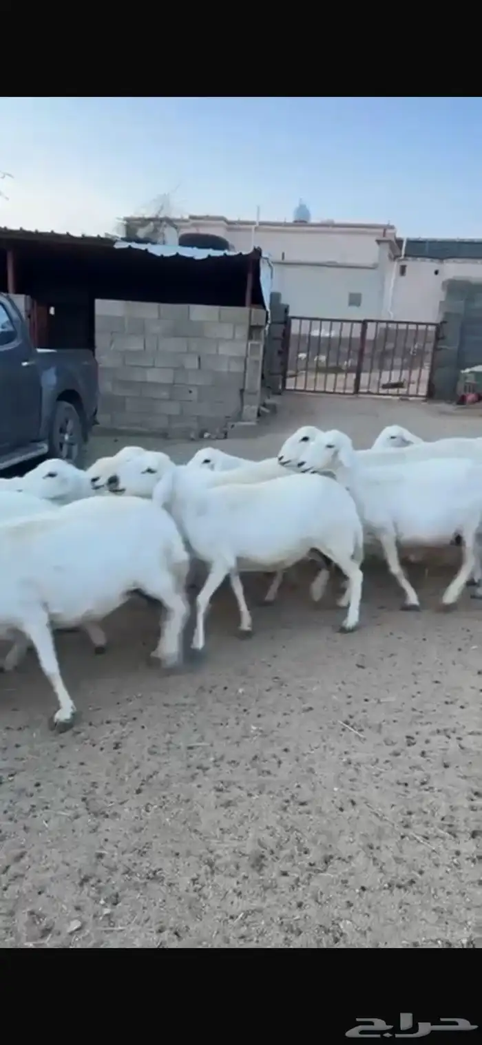 غنم 1