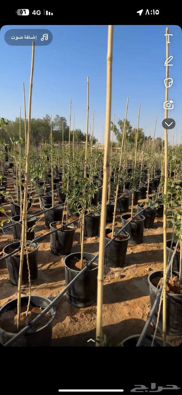 نزرع لك مزرعتك في مراكن أشجار ومزارع 0