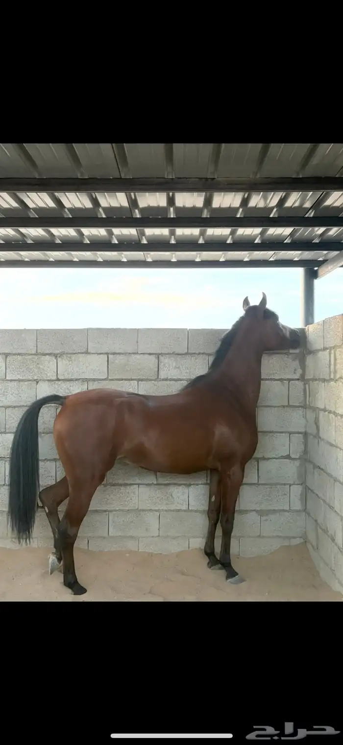 مهره في عفيف 2