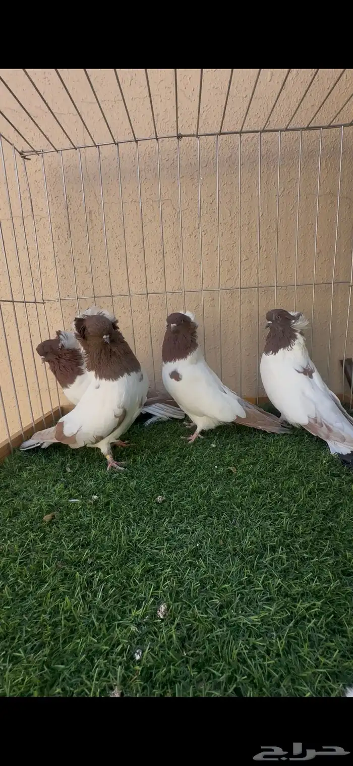 حمام سوداني 0