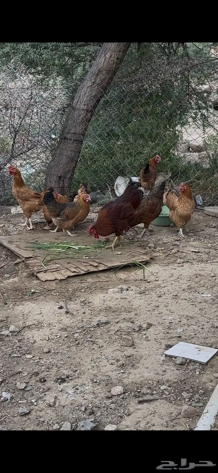دجاج فرنسي مهجن بلدي 6