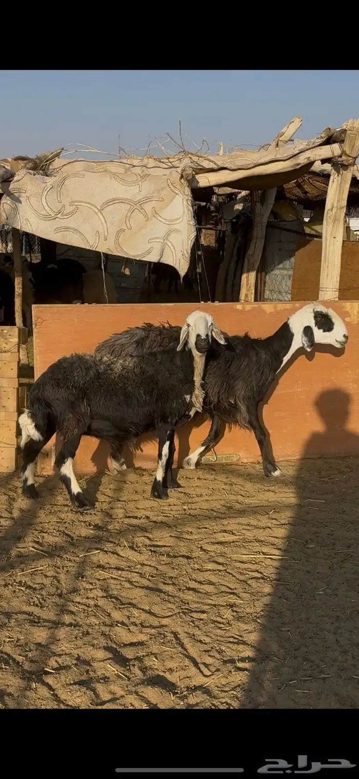 اربع غنم عرب 0