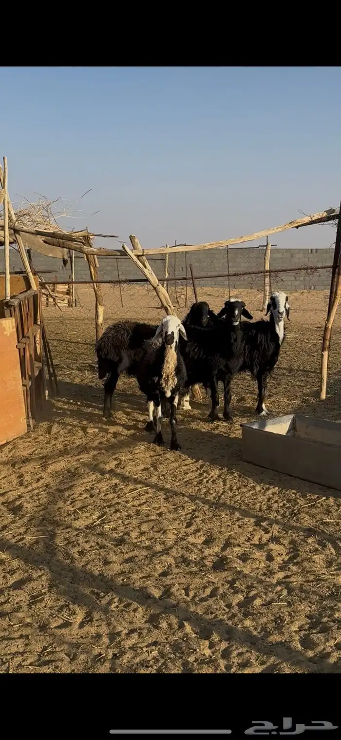 اربع غنم عرب 3
