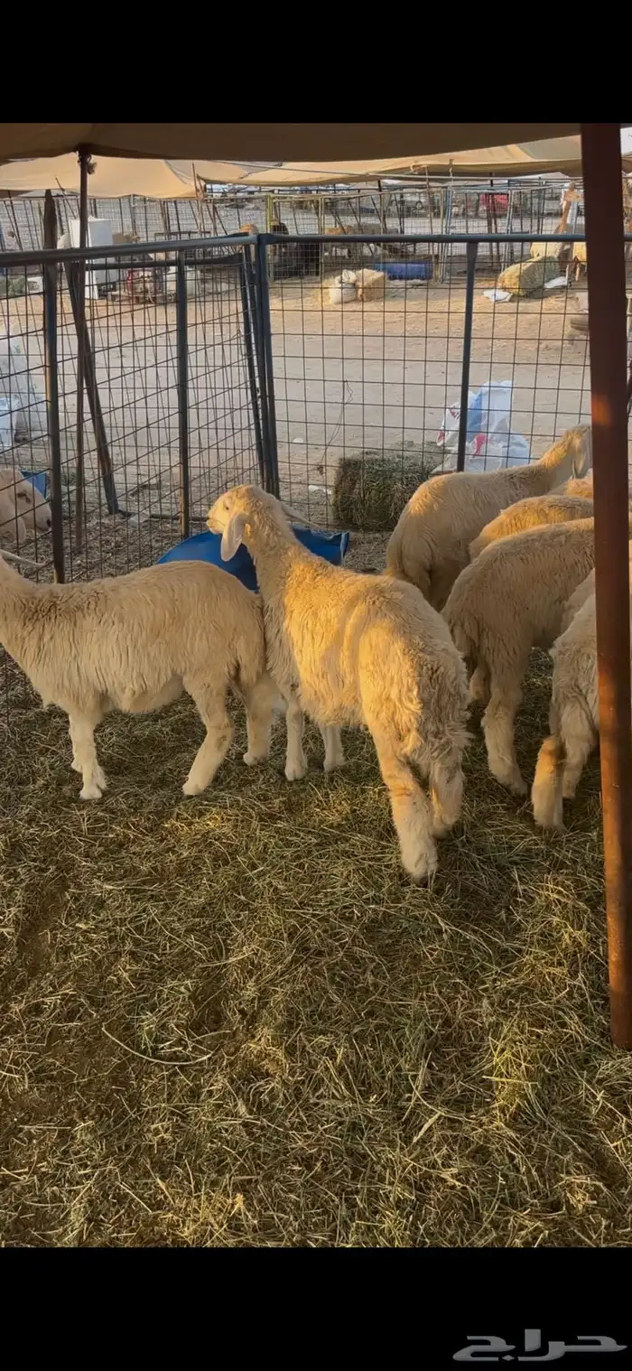 طليان ورخال 3