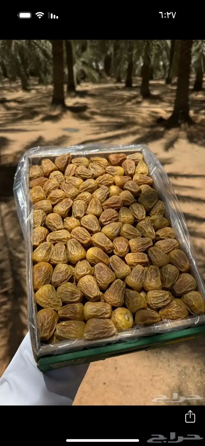 تمر سكري مفتل 1