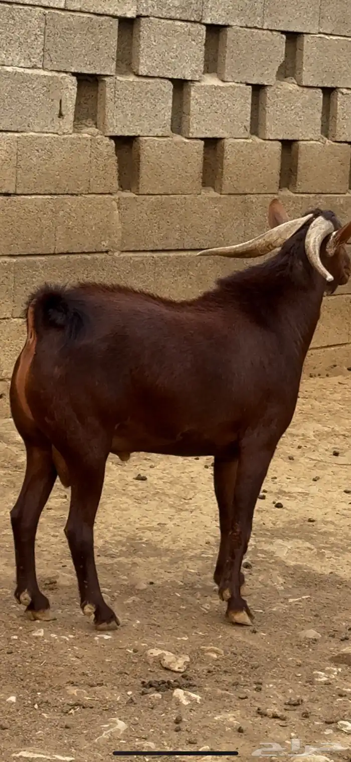 تيس فحل ماعز ادهم ادبس فاخر 4