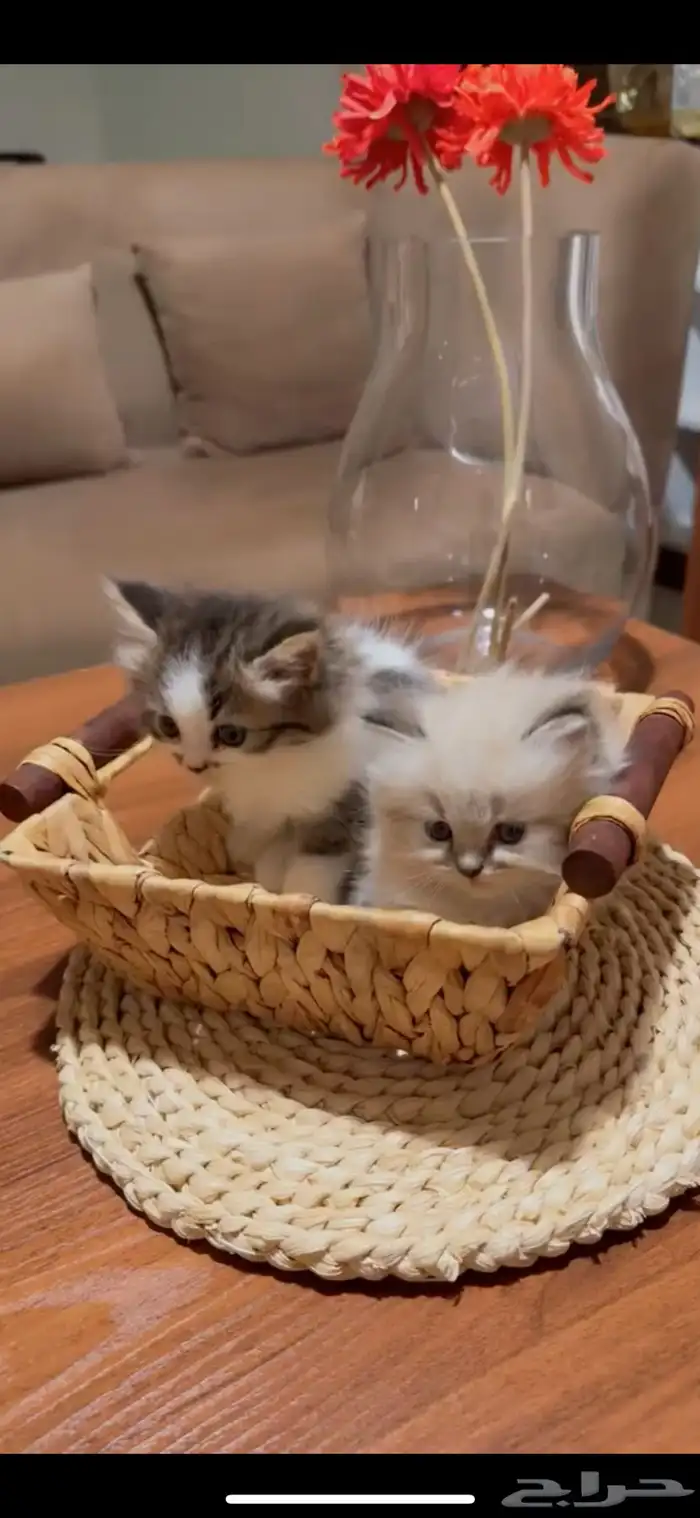 قطط شيرازيه 3