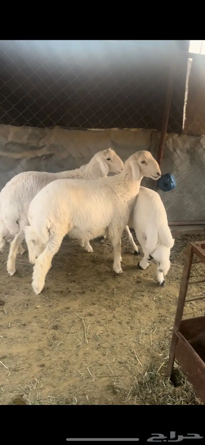 خرفان نظاف وسمان 2