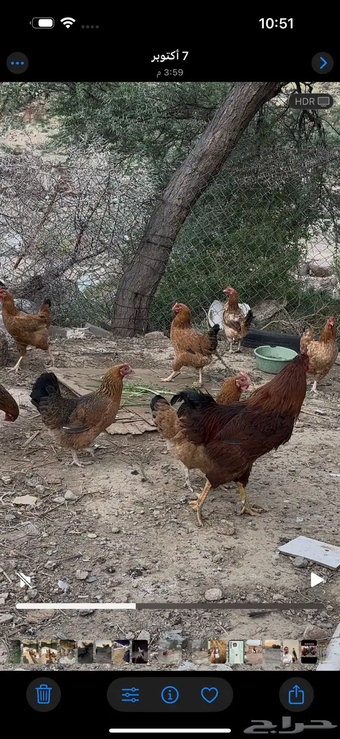 دجاج فرنسي مهجن بلدي 1