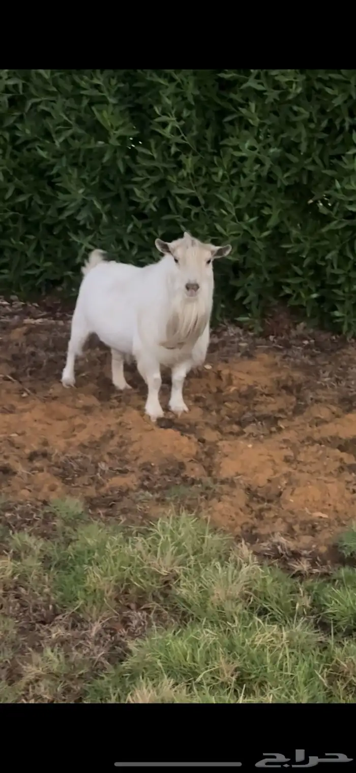 فحل قزمي مستوى فاخر معر ف ومنتج 1