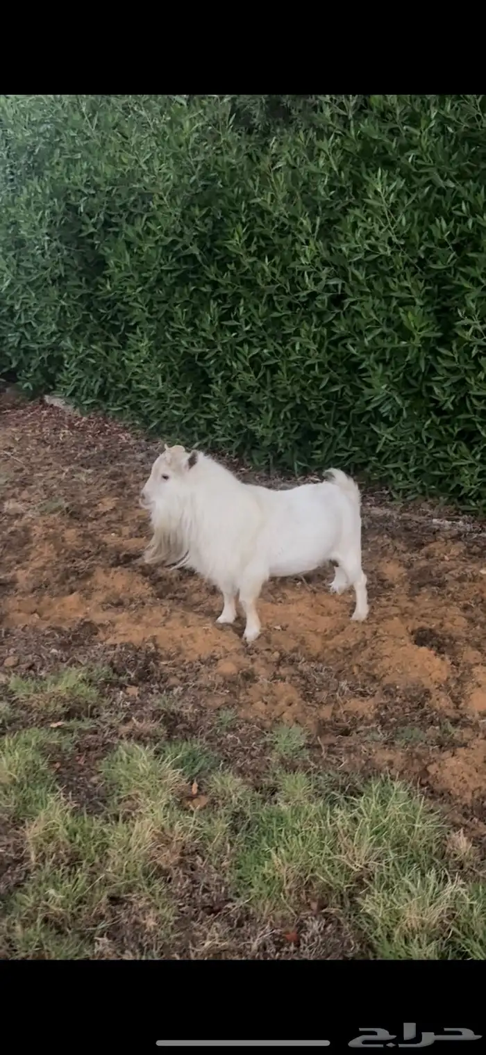 فحل قزمي مستوى فاخر معر ف ومنتج 2