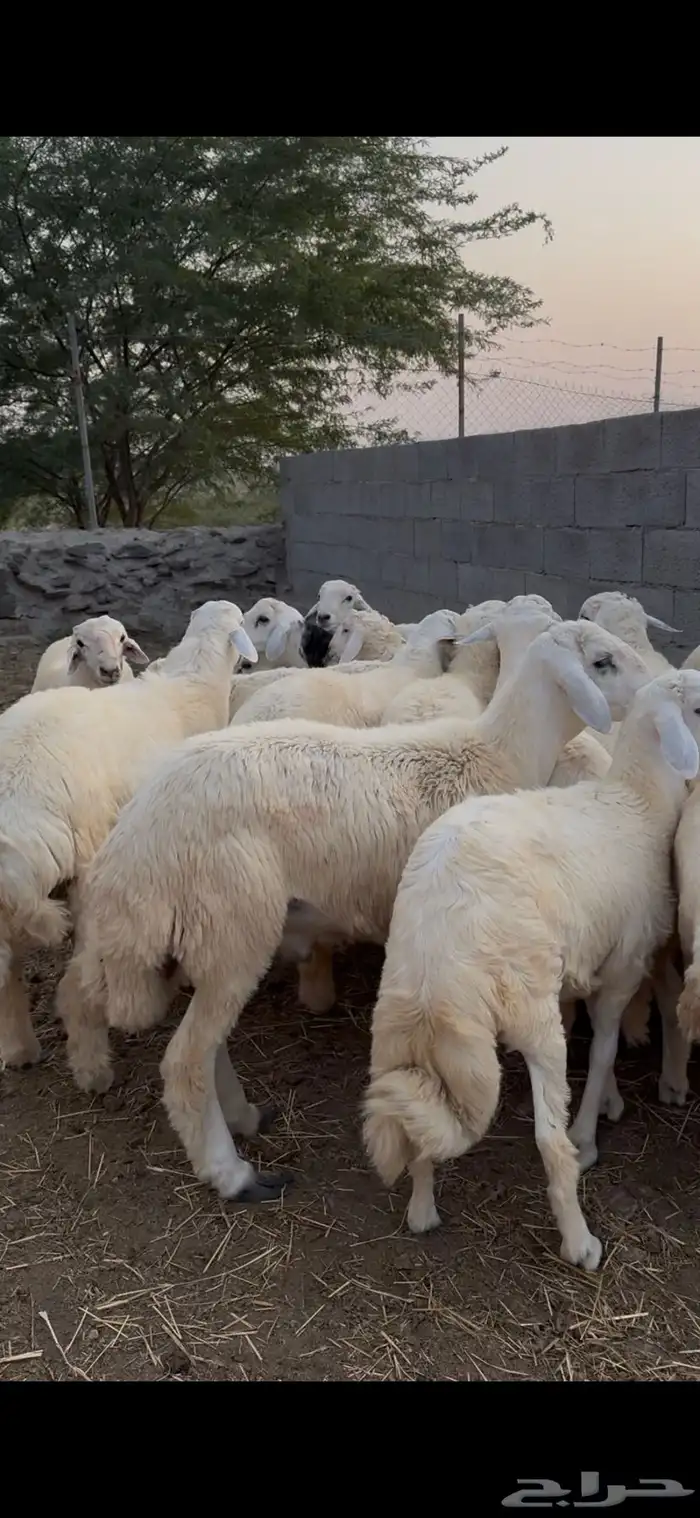 18 خرفان او طليان حريات جبره وكفوو البيع جمله وتفريد 3