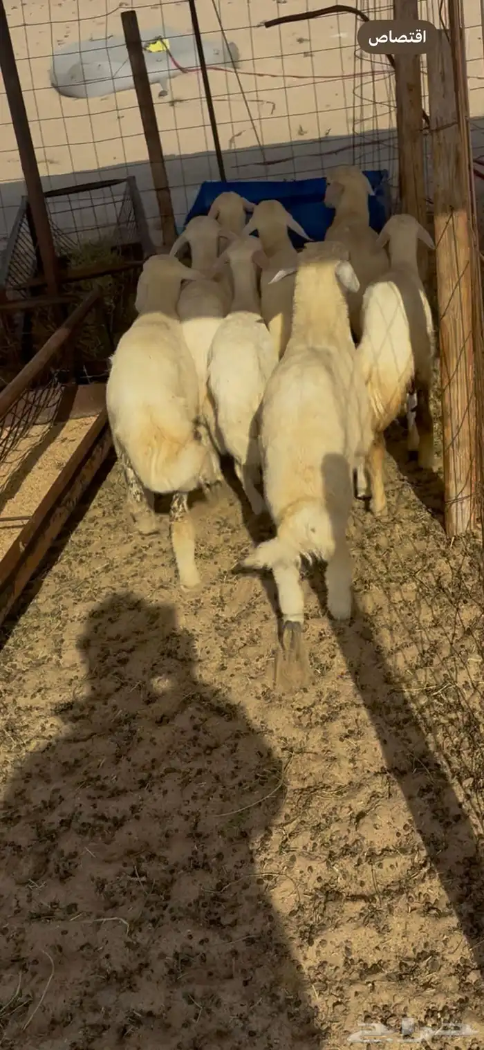 بهم حريات تربيه للبيع 0