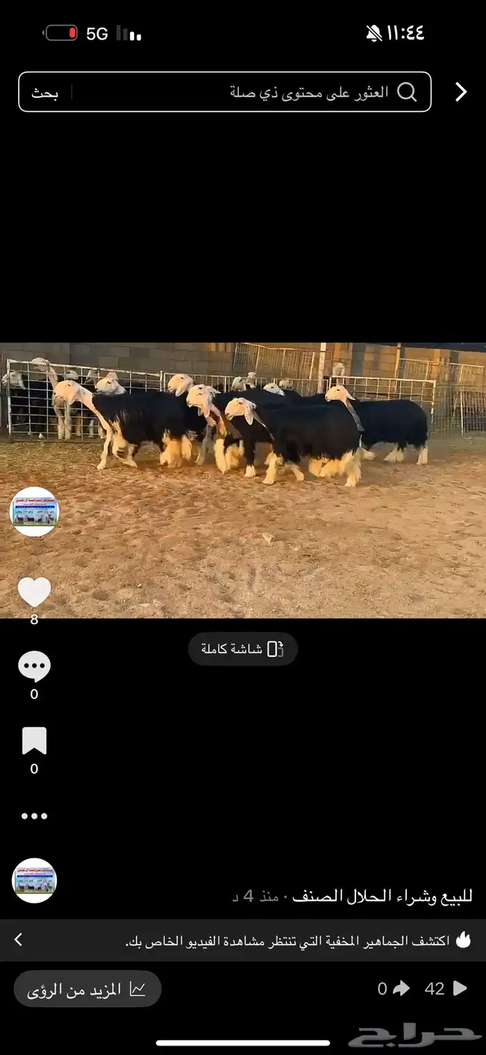 عرض بيع رخال جذعات فاخره 0