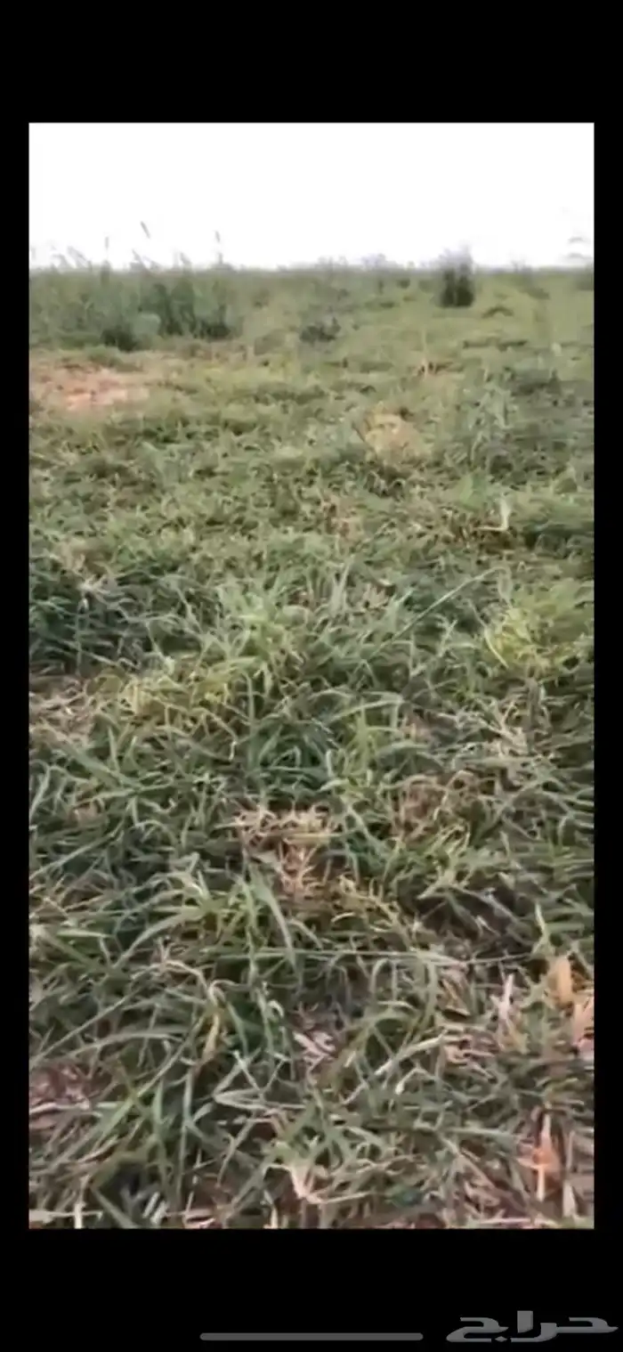 مزرعه وفيلا في جنوب المذنب خريمان الشغار 4