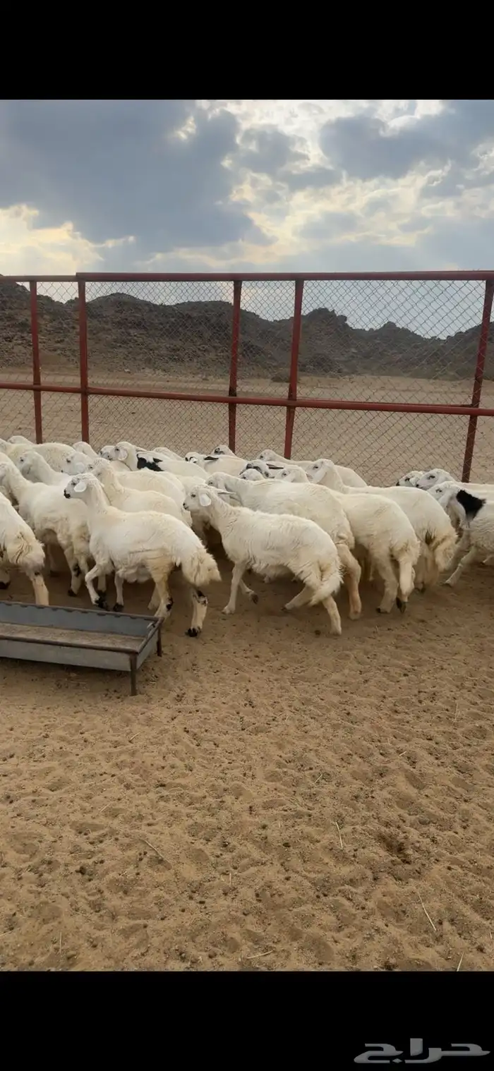 رخال. مقاني العدد 30. 3
