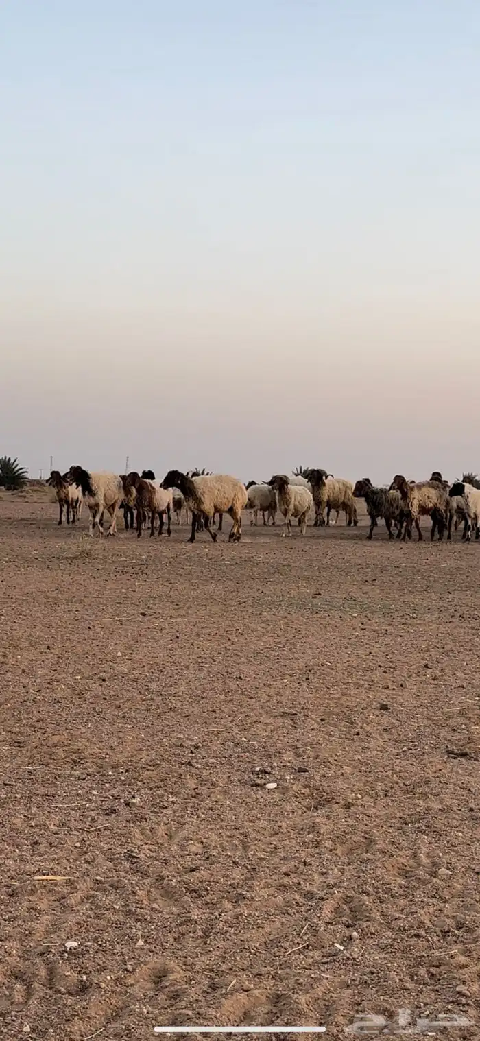 نعيم مقاني 8