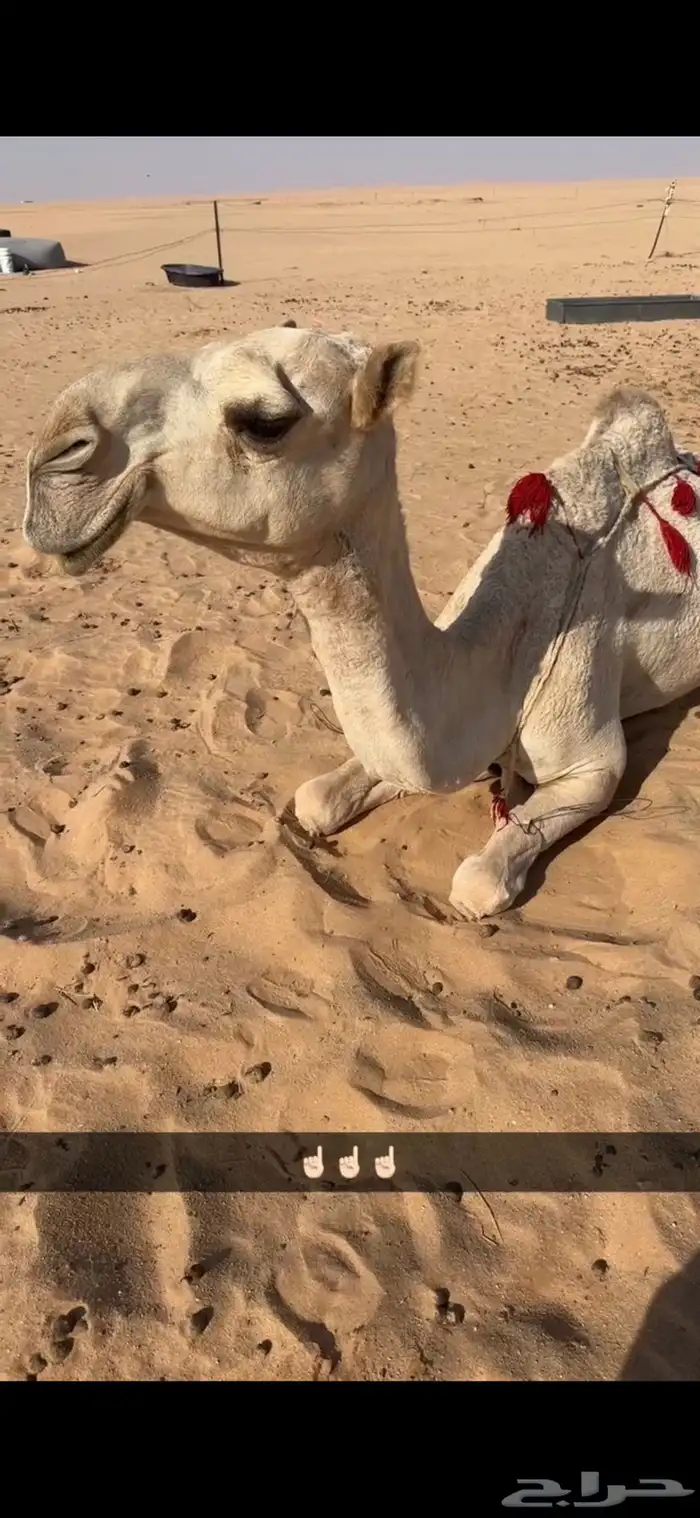 ناقه عشراء شقحاء كفو 0